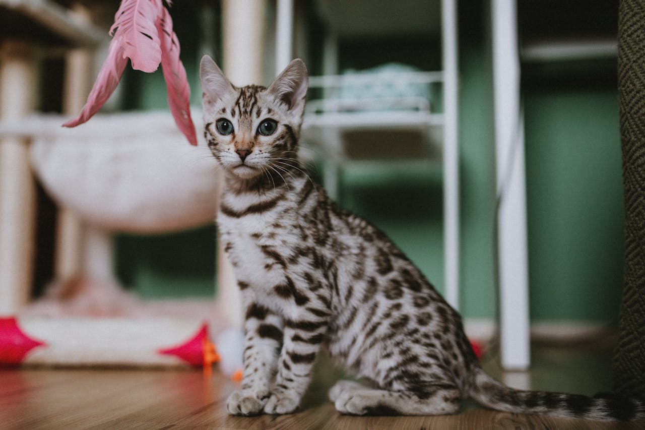Adorable Bengal kitten playing indoors with pink feather toy.
