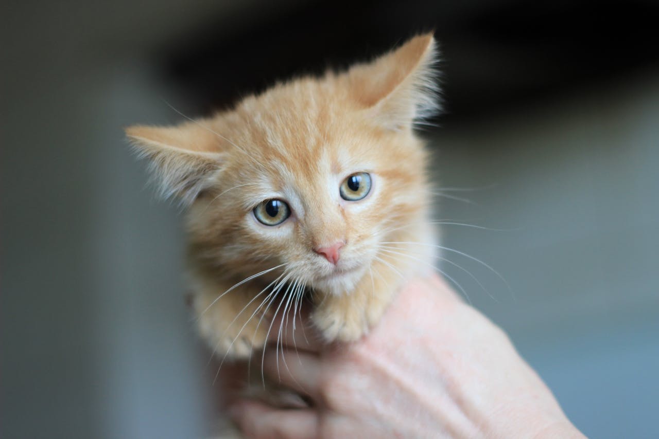 Cute ginger kitten held gently by human hands, indoors.