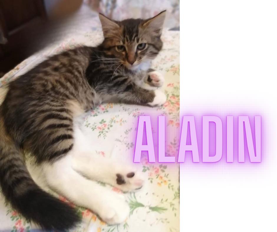 Aladin
