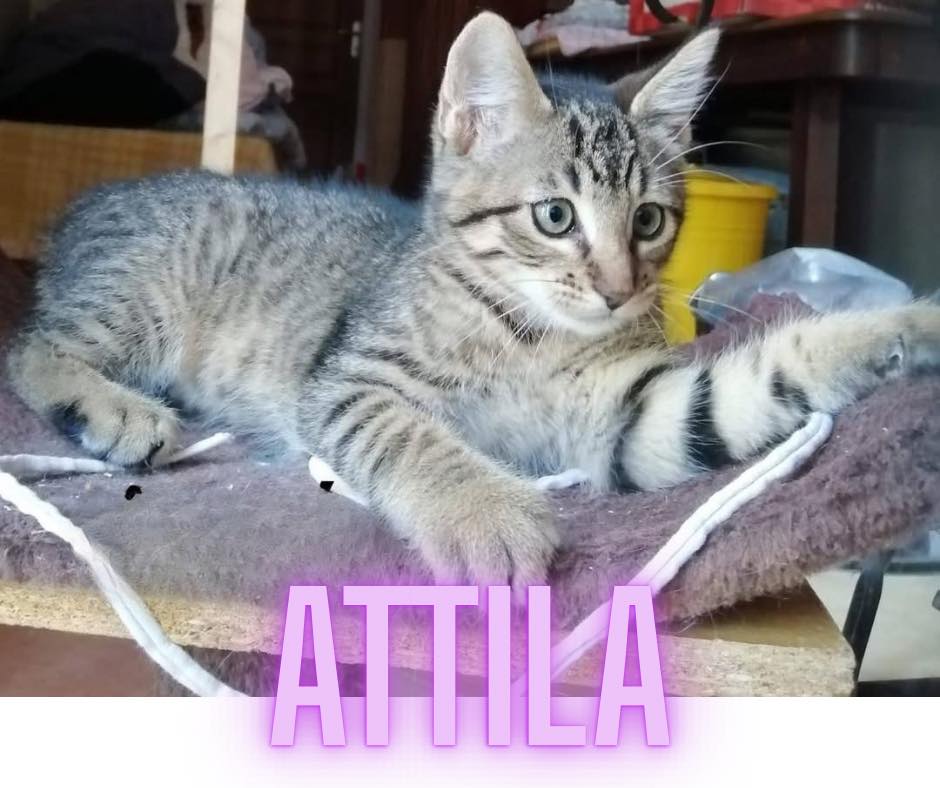 Attila