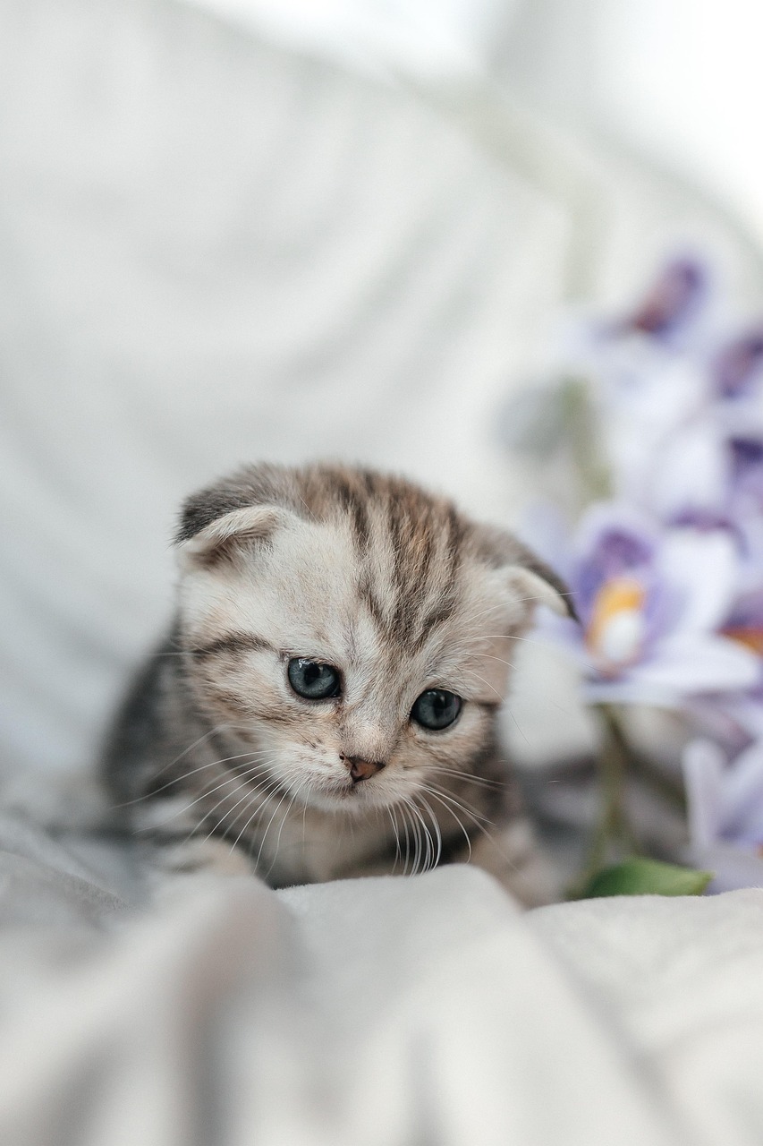 kitten, cat, nature, pet, animal, adoption, scottish, fold, cute