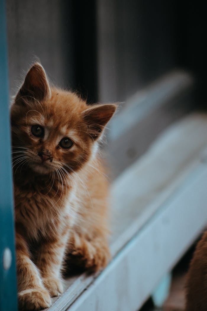 Cute ginger kitten peering through a window, embodying curiosity and cuteness.