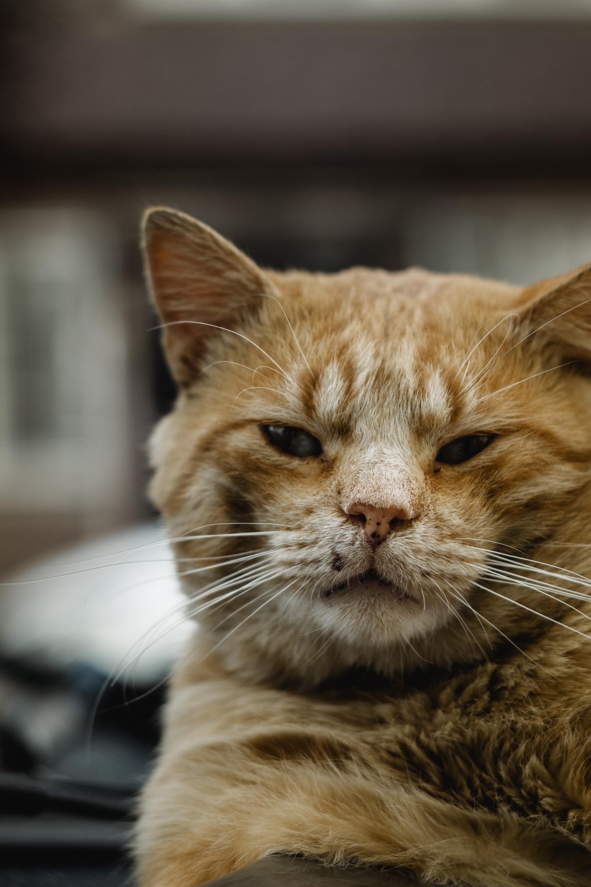 stray, cat, animal, feral, feline, homeless, kitten, adoptable, rescue, adoption, stray cat, pet, orange cat